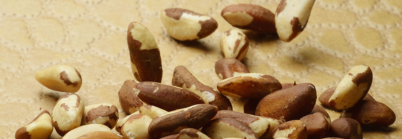 castanha-do-para